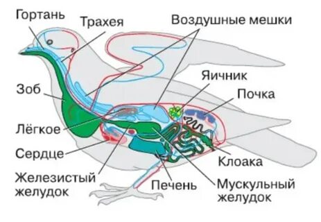 Внутренняя к о это