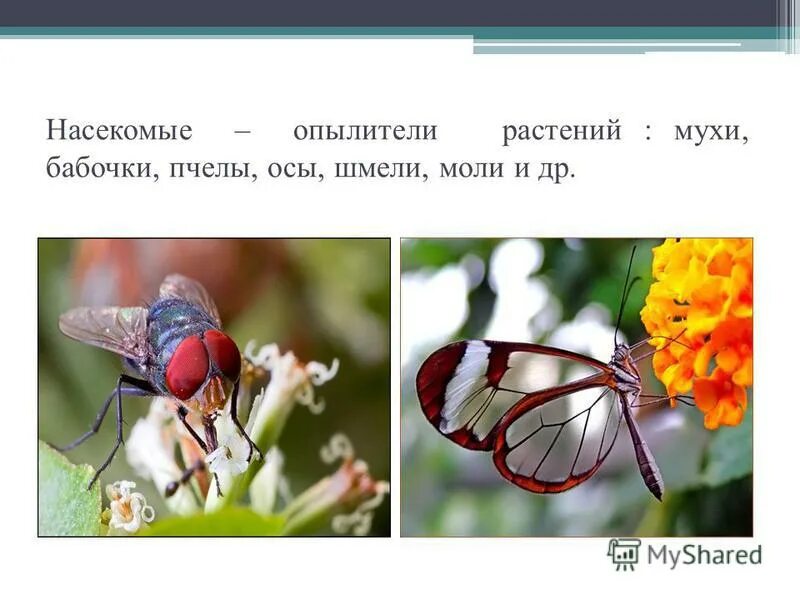 Цветение и опыление. Цветение и опыление растений. насекомые опылители названия. насекомые опылители 3 класс. насекомые опылители растений презентация.