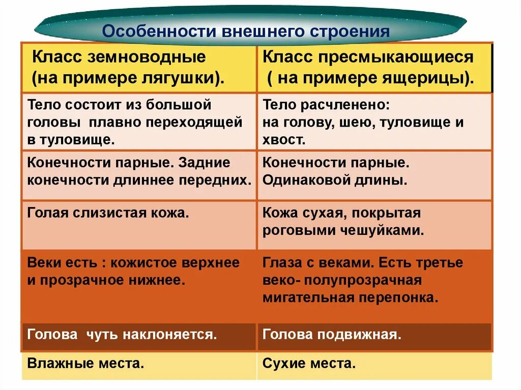 Отличие рептилий от земноводных. Сравнение внешнего строения земноводных и пресмыкающихся. Отличия земноводных и пресмыкающихся таблица. Сравнительная таблица амфибий и рептилий. Признаки амфибии рептилии таблица.