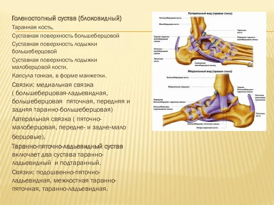 Связки образованы. Голеностопный сустав вспомогательные элементы. Голеностопный сустав анатомия строение описание. Голеностопный сустав суставные поверхности. Голеностопный сустав анатомия форма.