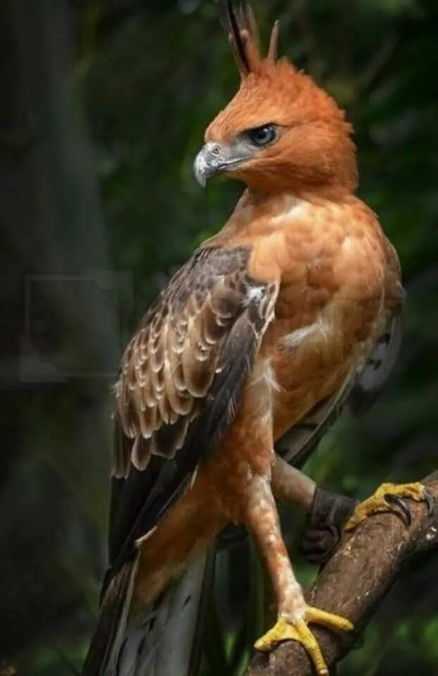 Hawk eagle
