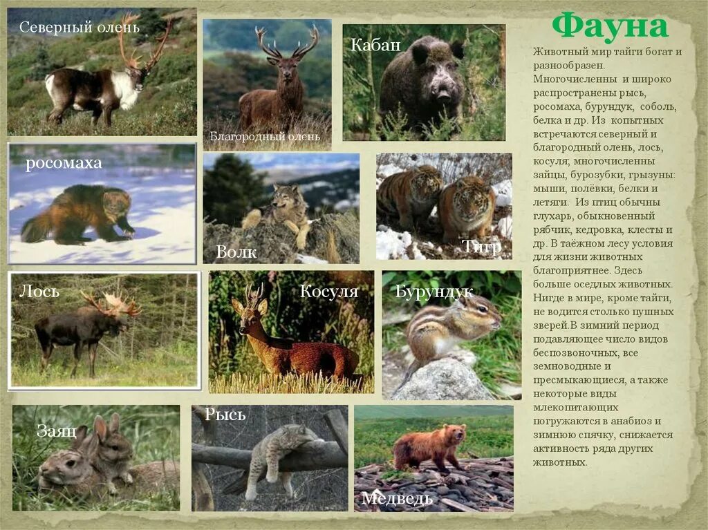 Животный мир тайги богат и разнообразен. Тайга животный мир благородный олень. Тайга богатства животные. Росомаха в какой природной зоне