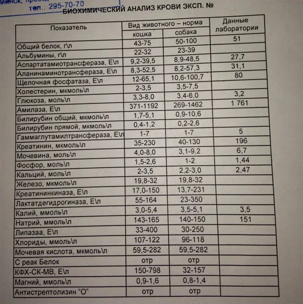 Анализ биохимия Антистрептолизин норма. Биохимический анализ асло норма. Биохимия кошачьего анализа крови норма. Биохимический анализ крови расшифровка у взрослых норма в таблице. Асло анализ крови повышен