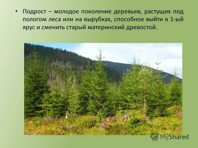 Подрост леса. Подрост деревьев это. Еловый подрост. Еловый подрост в лесу.