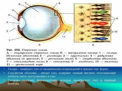 Пигмент глаза содержится