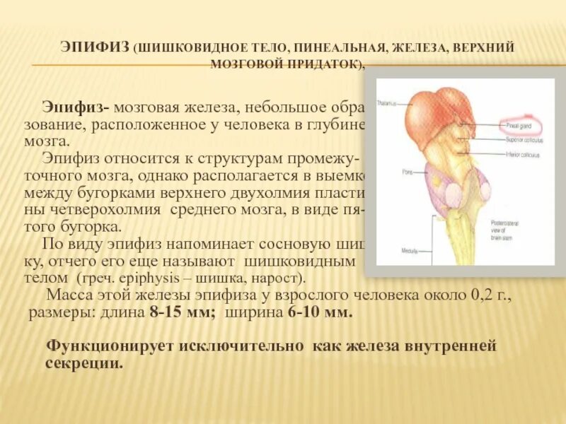 Пинеальная железа это. Шишковидное тело строение и функции. Эпифиз выполняет функцию:. Эпифиз пинеальная железа. Эпифиз эндокринная железа.