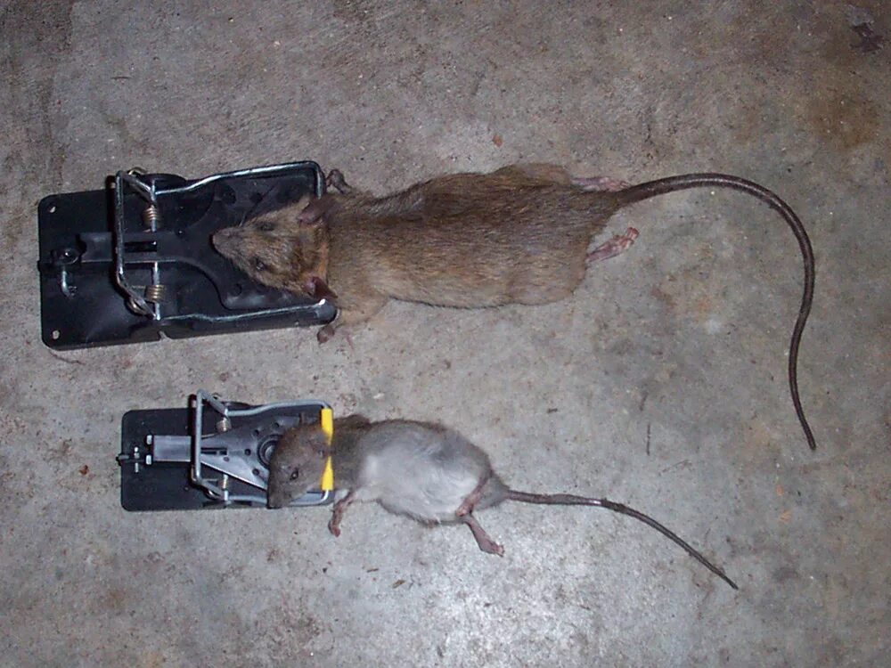 Найти рат. Rat-6 мм2. Две крысы. Rat Barrow. Кфее в молодости.