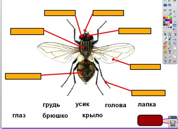 Насекомые урок 1 классе. Карточка строение насекомых 1 класс. Части тела насекомых для детей. Строение насекомых задание. Строение насекомых для детей 1 кл.