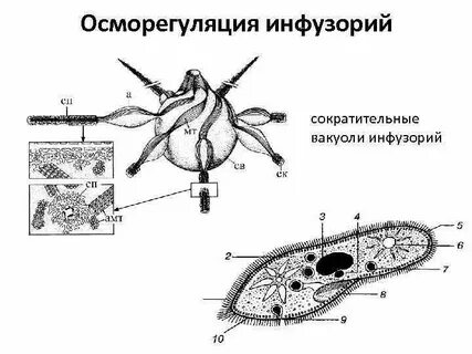 Осморегуляция