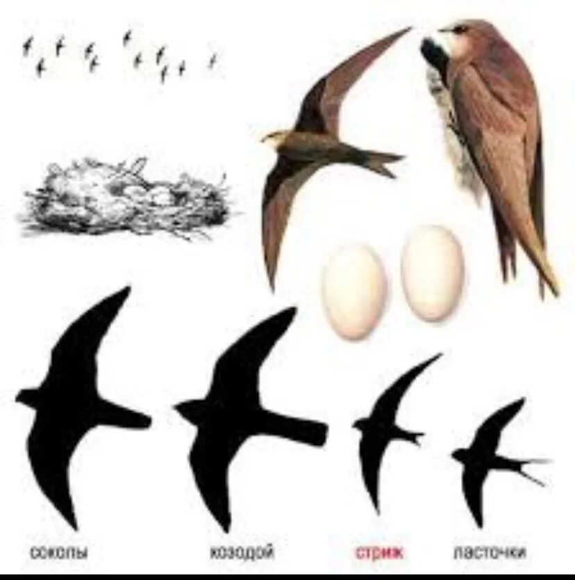 Разновидности ласточек и Стрижей. Стриж и Ласточка отличия. Птицы Стрижи и ласточки. Различия ласточек и стрижей