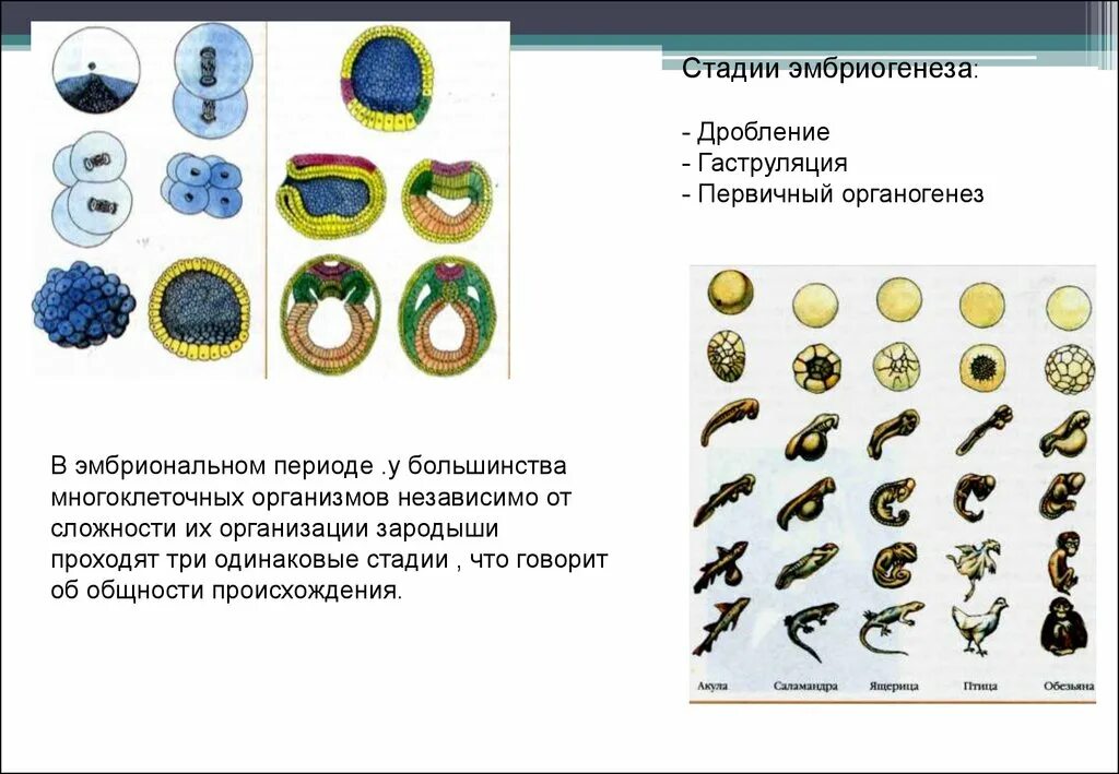 Онтогенез гаструляция. Стадия дробления эмбриогенеза животных. Этапы дробления и гаструляции. Дробление стадии гаструляции.