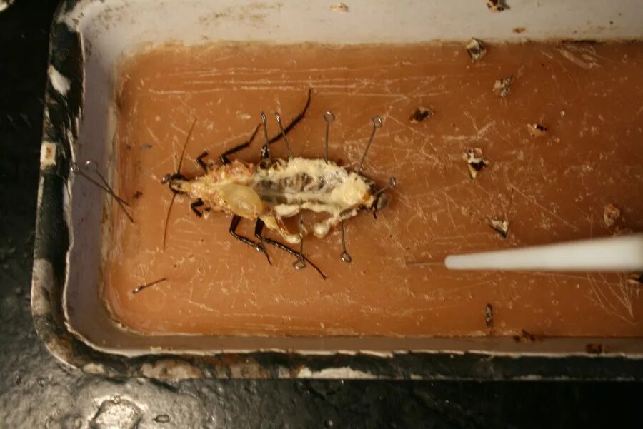 Кровеносная система таракана. Анатомия таракана нервная система. Как выглядят те сердца. Пищеварительная система у членистоногих насекомых. Кровеносная система таракана схема.