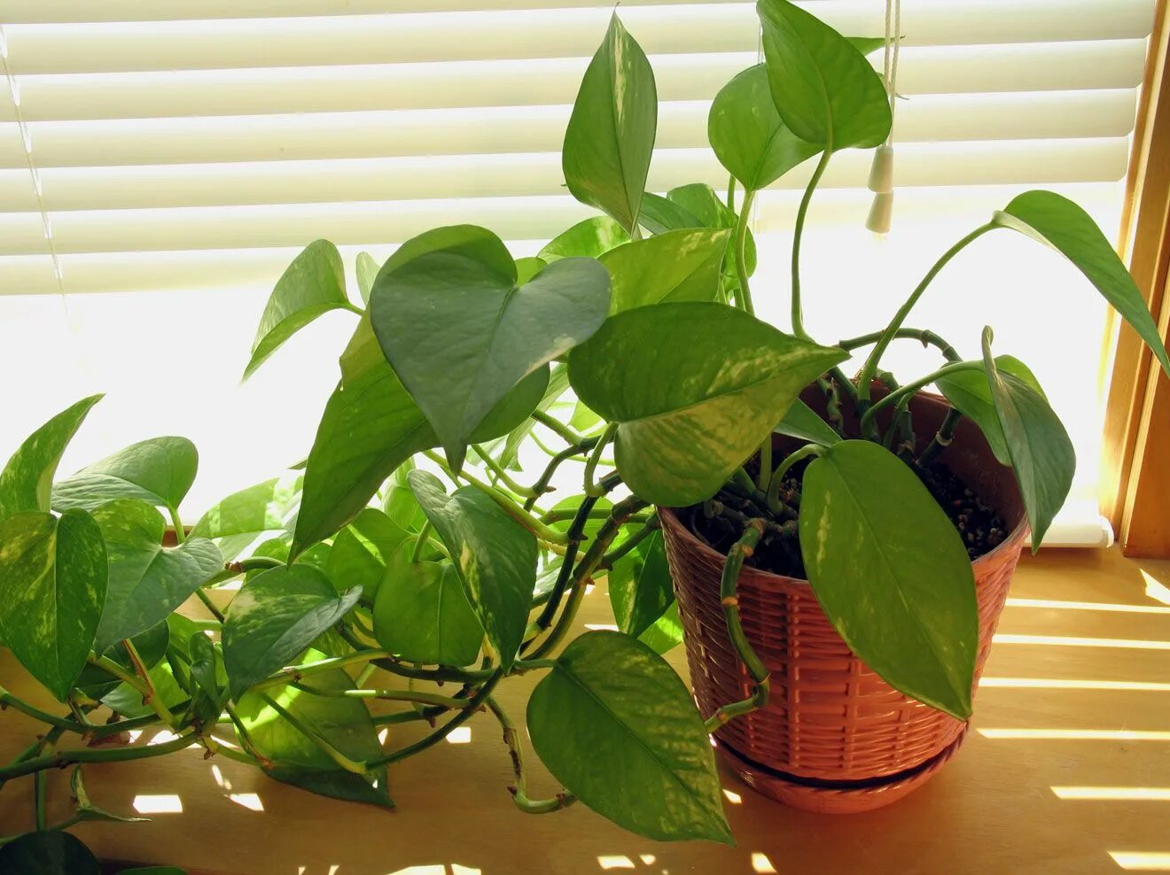 Decoración de Interiores con Plantas Идеи посадки растений, Тенелюбивые растения