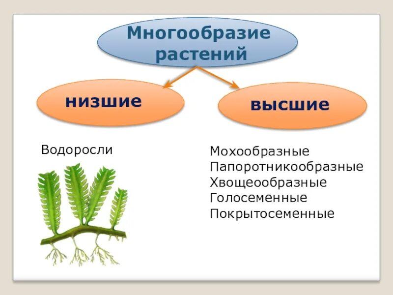 Главный признак низших растений. Многообразие растений высшие и низшие. Высшие и низшие растения. Голосеменных и папоротникообразных растений. Водоросли низшие или высшие растения.