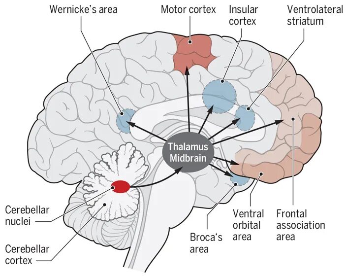 5 зон мозга. Зоны мозга. Cerebellum Cortex. Зубчатое ядро.