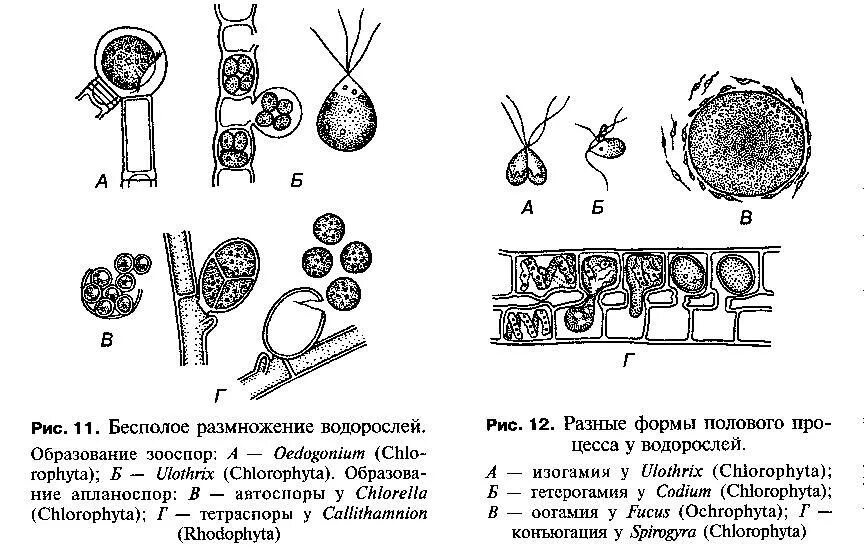 Хологамия изогамия гетерогамия оогамия. Оогамия у водорослей. Формы полового размножения изогамия. Половое размножение оогамия. Диффузное размножение