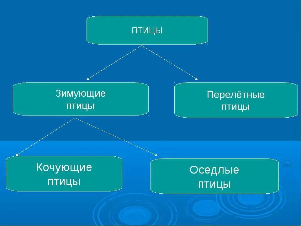 Значение оседлая. Оседлые Кочующие и перелетные птицы. Мигрирующие и оседлые птицы. Оседлые птицы Кочующие птицы перелетные птицы. Перелетные оседлые и Кочующие птицы 1 класс.