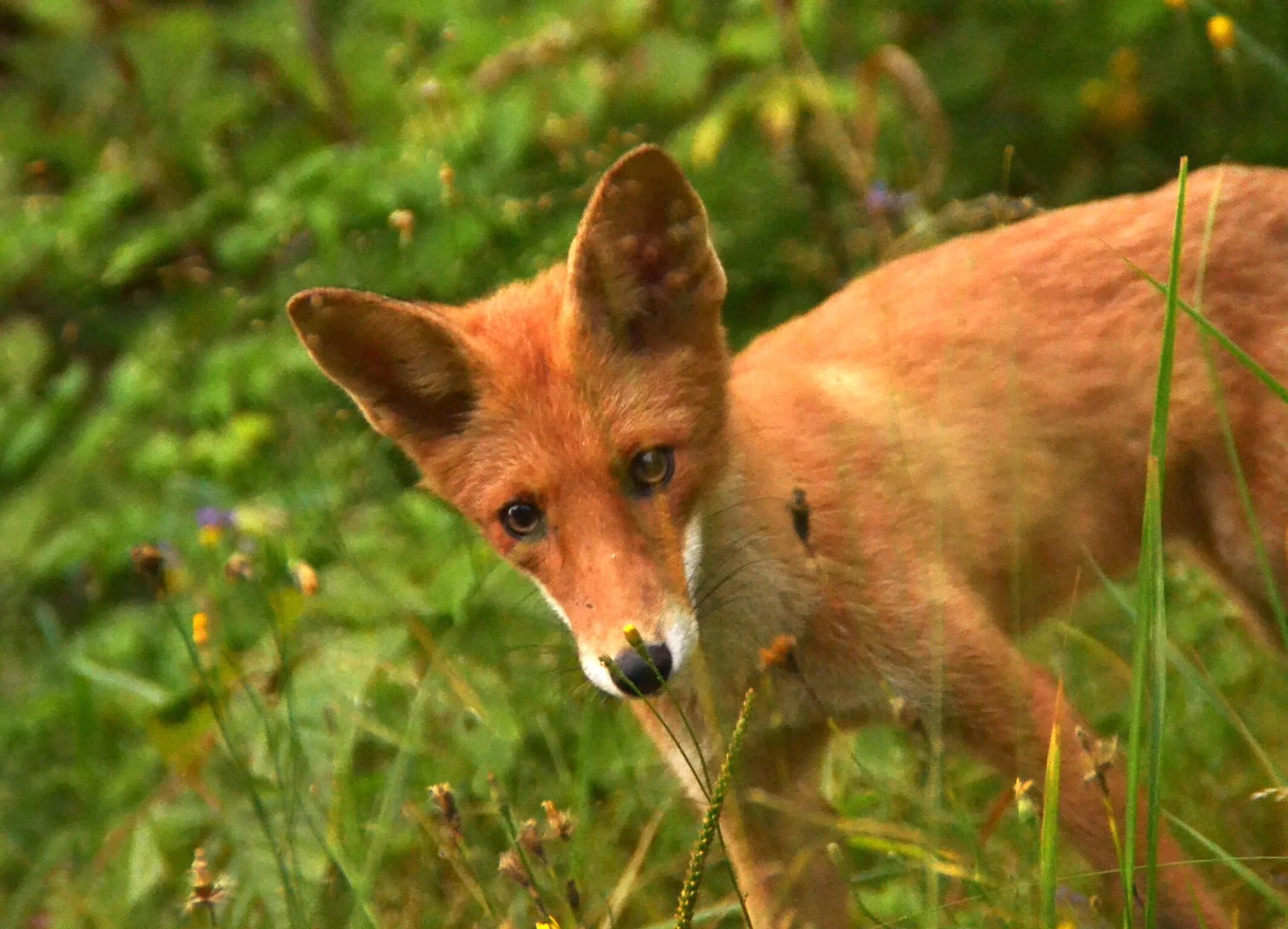 Милая лиса. 3 лисенка. Лисенок оренбург. Лисенок оренбург. Домашняя лиса.