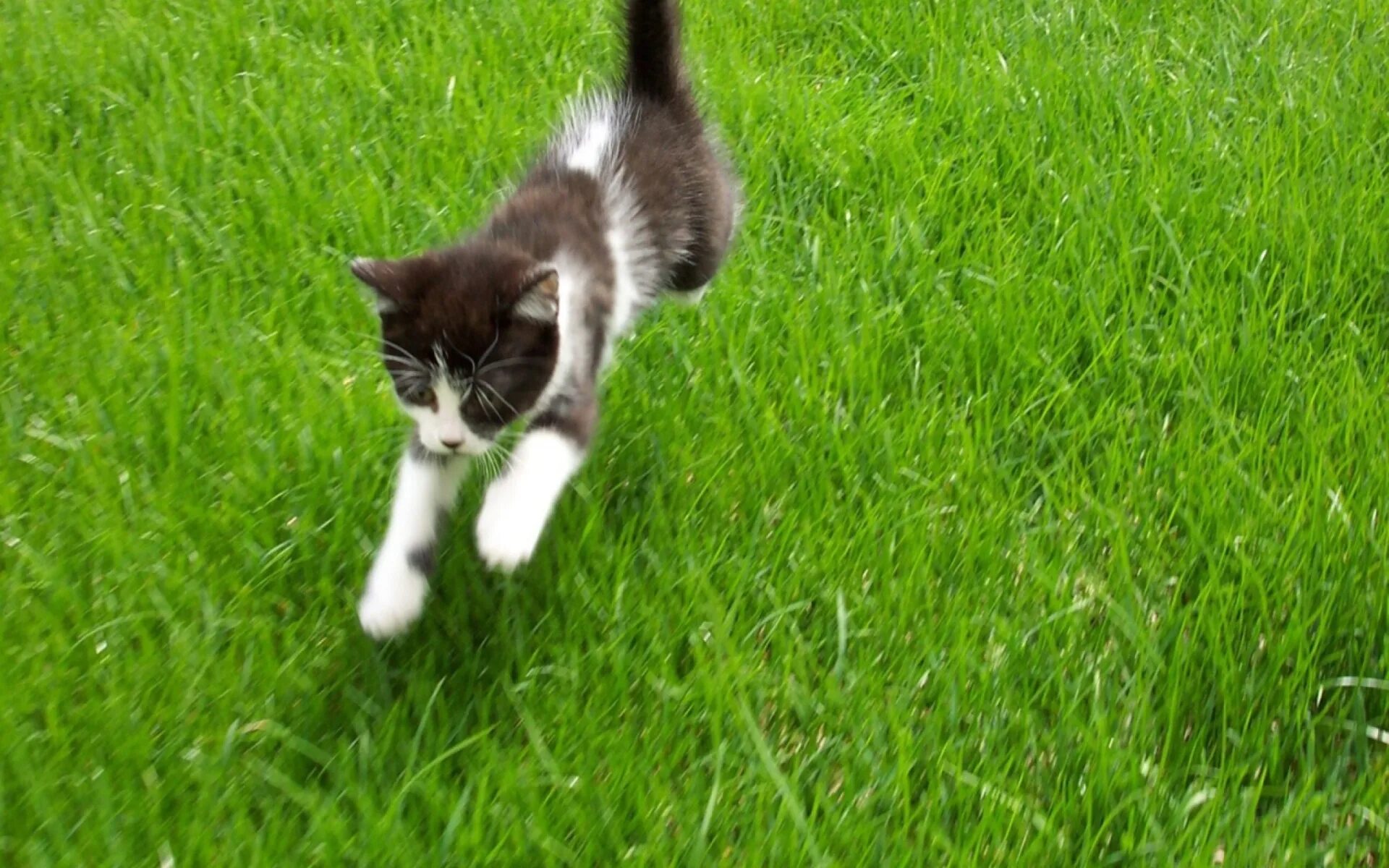 Кот бежит. Кот убегает. Котята бегают. Трава для кошек.