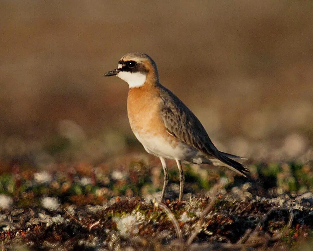 родич ржанки. родич ржанки. лапы у ржанки. южная золотистая ржанка. Pluvialis squatarola самец.