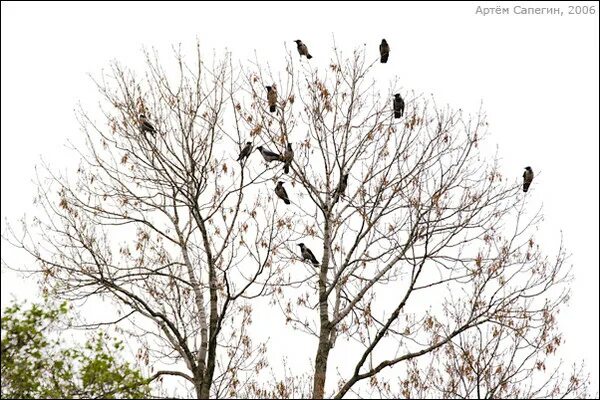 Птицы на верхушках деревьев. Птицы сидят на верхушках деревьев. Вороны на макушках деревьев. Птица на макушке дерева. Вороны сидят на дереве.