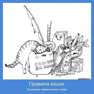 Правило кошки
