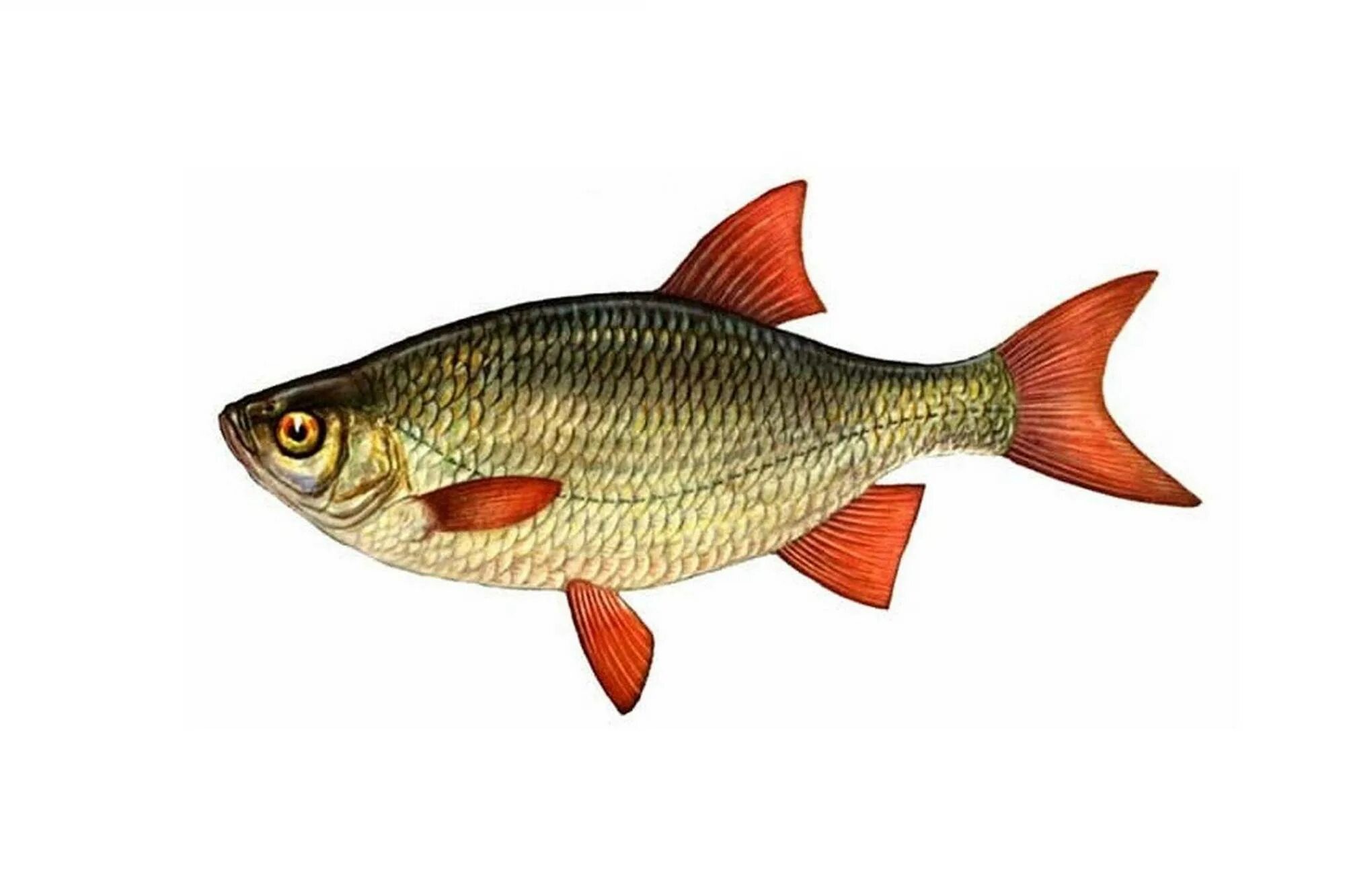 Карп красноперка. Красноперка речная. Язь leuciscus idus. Красноперка волжская. Красноперка угай.