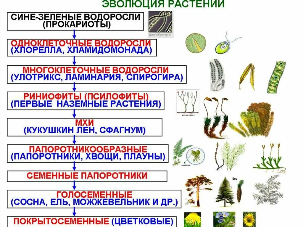 Установите последовательность возникновения групп животных