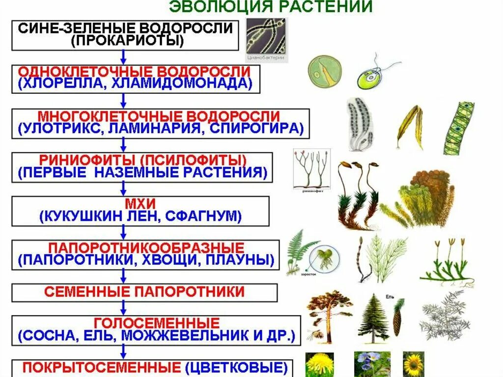 Назовите уровни организации многоклеточного организма. Схема развития растительного мира земли. Эволюционные преобразования у растений схема. Процесс эволюции растений. Этапы эволюции растений.