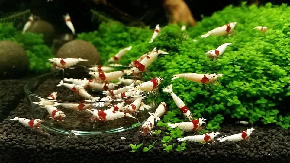 креветочник в 10 литрах. креветки вареные неочищенные. кормушка для креветок в аквариуме. что нужно для креветок. королевские креветки в соусе.