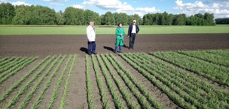 Фиц сельское хозяйство. Полевой эксперимент в агрономии. Опытная делянка в полевых опытах это. Опытное поле. Полевой опыт в агрономии.