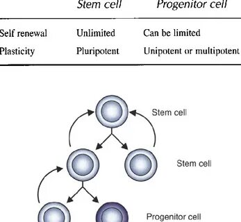Define cell
