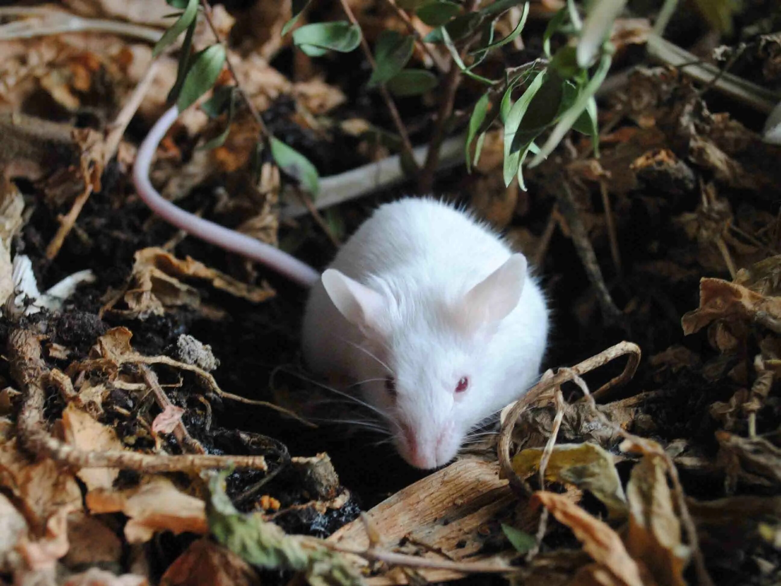 Мыши на участке. Земляная крыса полевка. Мышка полевка белая. Мыши вредители. Мыши в огороде.