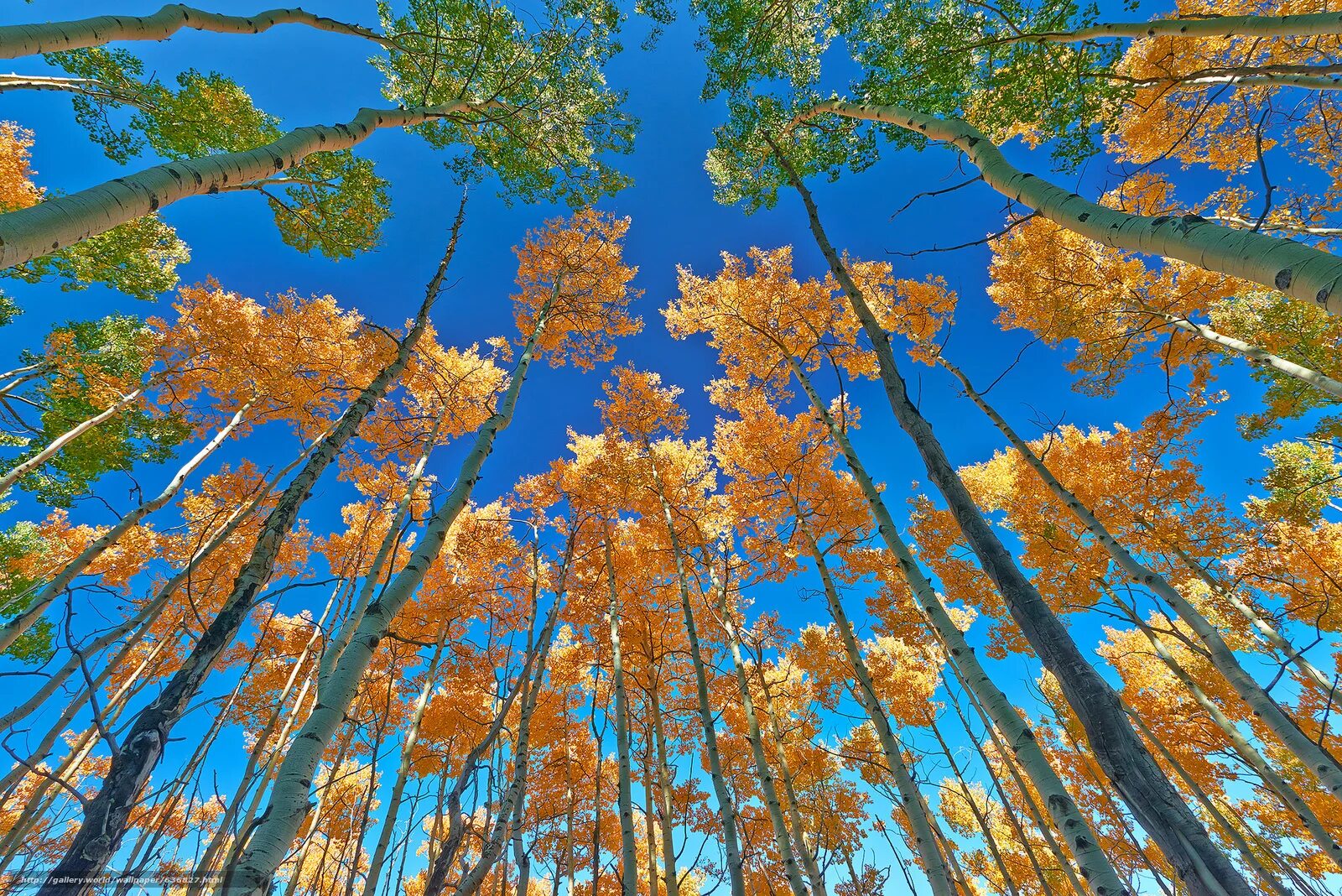 Осенние деревья на фоне неба. Осень верхушки деревьев. Верхушки деревьев. Верхушки деревьев. Верхушки деревьев.