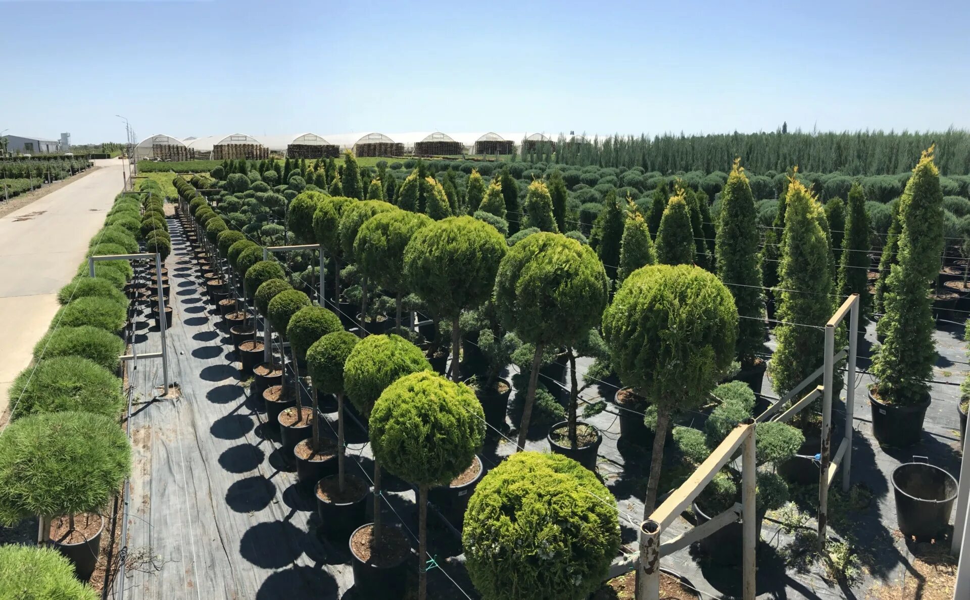 розовый сад питомник краснодар. тбилисский район стелла. питомник азовский растений хвойных. истринский питомник растений хвойников. ростовский питомник растений.