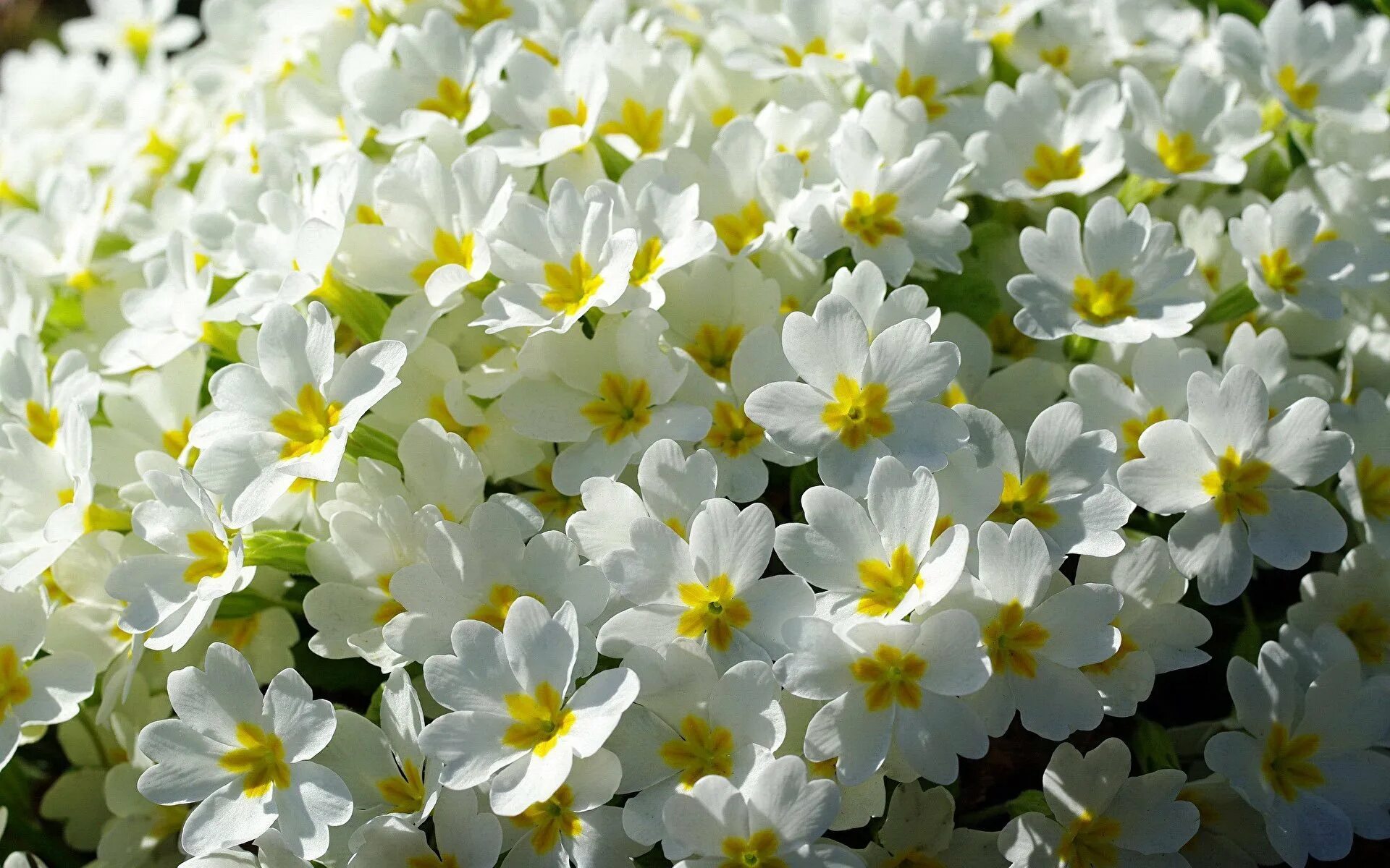 Ранние маленькие цветы. Примула белая с желтой серединкой. Примула цветок белая. Примула первоцвет. Первоцветы нарциссы.