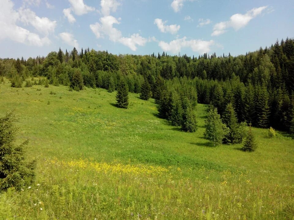 Родной край-Пермский Пермский край. Лес Пермского края. Леса Пермского края. Леса на севере Пермском крае. Урок пермский край