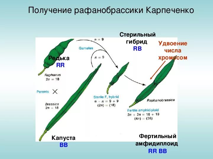 Карпеченко капустно редечный гибрид. Карпеченко рафанобрассика. Карпеченко капустно редечный гибрид методы. Карпеченко достижения в селекции. Фертильный капустно-редечный гибрид.