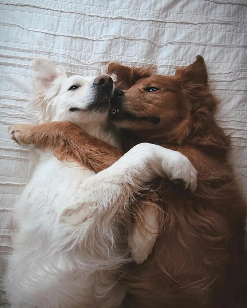 Команда обними. Собаки обнимаются. Собаки любовь. Две собачки. Обнимашки с собакой.