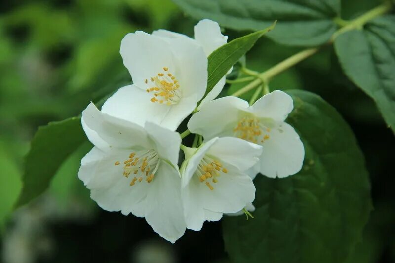 чубушник венечный (philadelphus coronarius). чубушник венечный (philadelphus coronarius). чубушник венечный латынь. чубушник coronarius. чубушник венечный латынь.