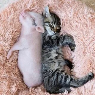 Коты свинка