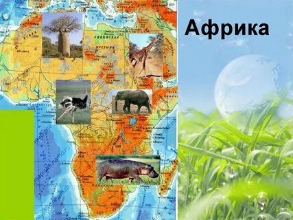 На каких материках человек