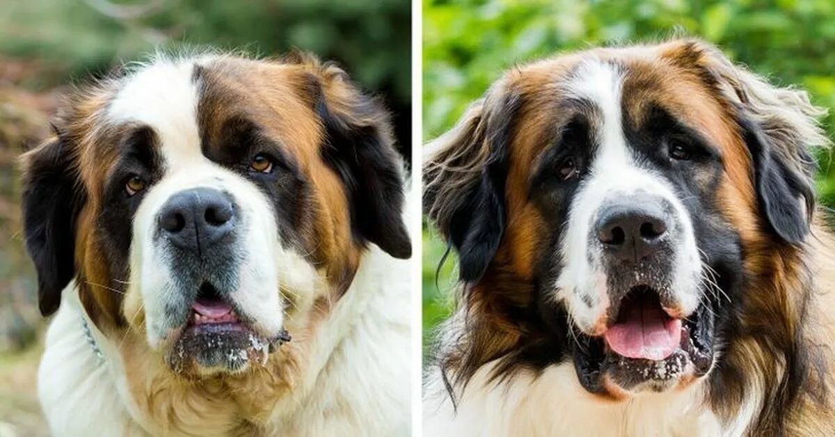 Синдром элерса-данлоса у собак. Паппи золотистый ретривер. Сенбернар vs московская сторожевая. Лабрадор ретривер золотистый. Dog shelter.