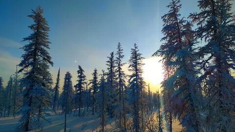 Сайт северный лес