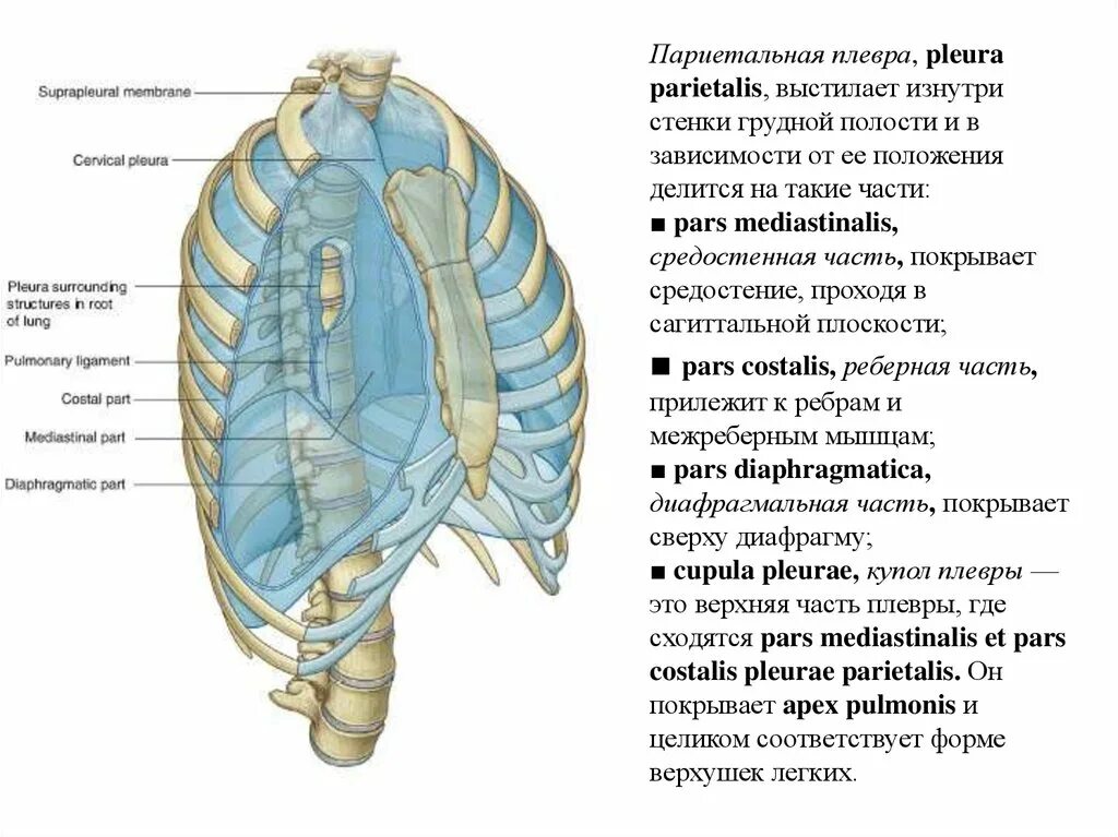 Дыхательная латынь. Внутренние стенки грудной полости выстланы. Париетальная (реберная) плевра. Купол плевры топографическая анатомия. Плевральная полость купол плевры.