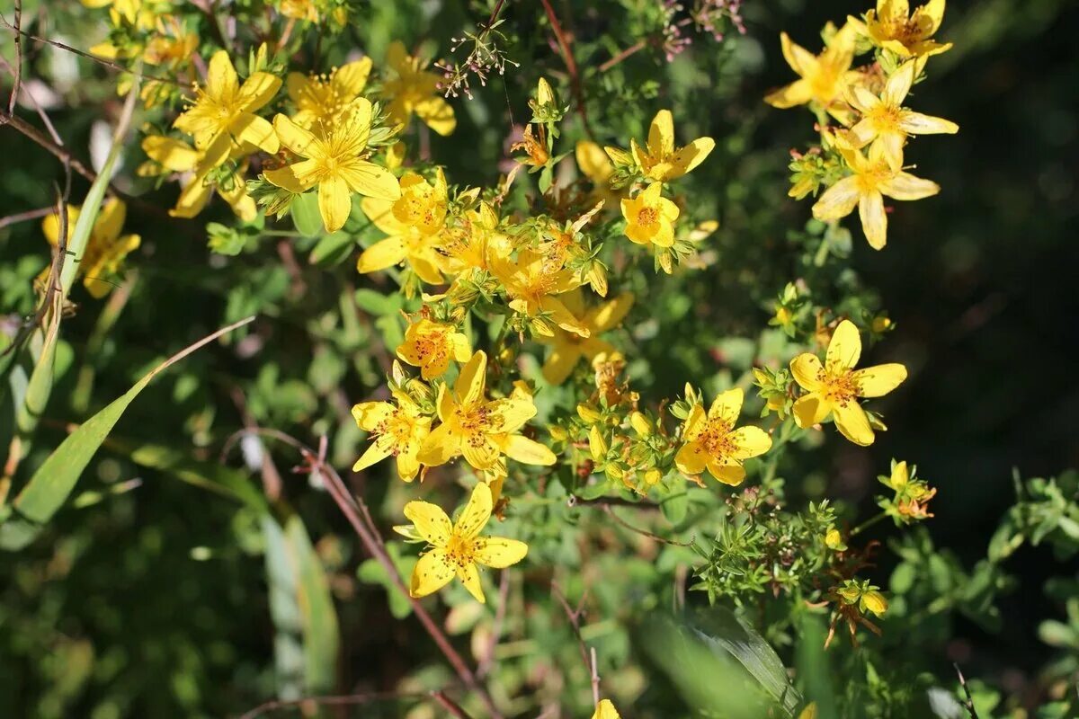 Зверобой против. Трава зверобоя продырявленного. Hypericum perforatum. Цветок зверобоя продырявленного. Зверобой горный(Hypericum montanum l.).