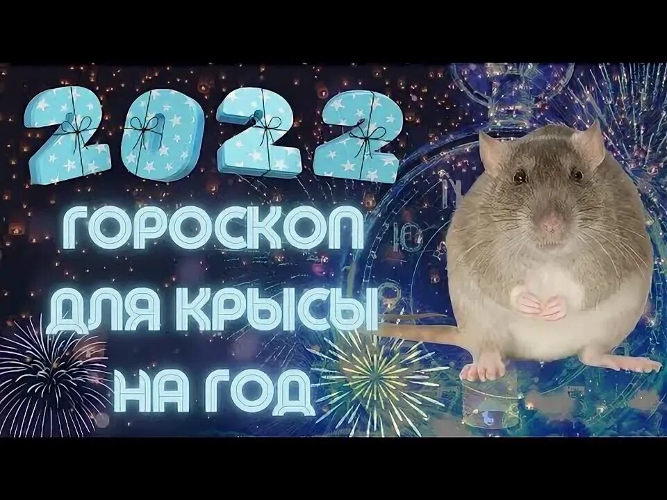 Крысы подружки. Крыса вид сверху. Ну ты крыса. Крыса ксюша фото. 2022 крыса.