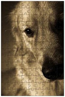 Dog looking