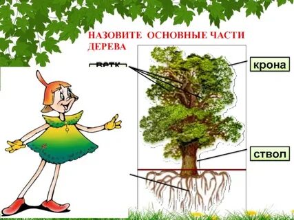 4 деревья ответы