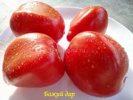 Томат владыка отзывы